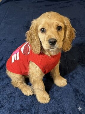 Red  Sequined Dog Tank Top
